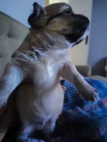 Vendo lindos filhotes de chihuahua ?