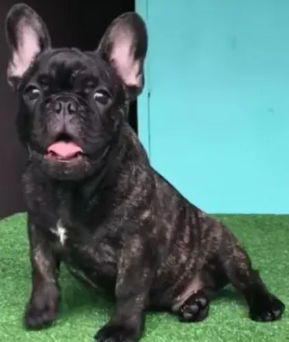 Cachorro buldogue 
