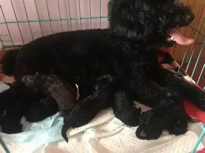 poodle x shitzu peludinhos