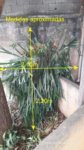 Planta Chifre De Veado *** Somente Retirada ***