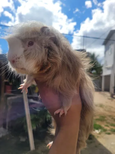 Porquinho da india 