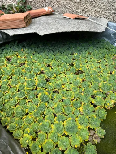 Plantas aquáticas