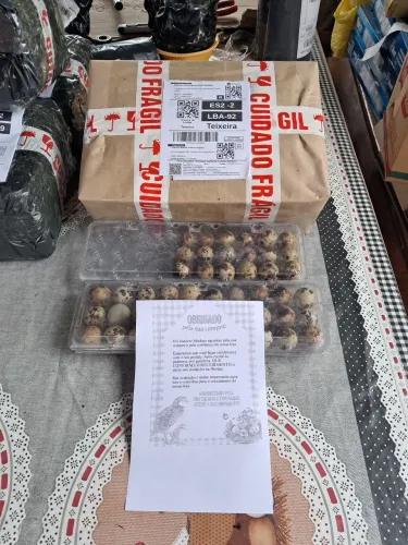 Ovos galados de codorna gigante ótima genética 