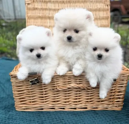 Cachorro Lulu da Pomerania filhote saudável, oportunidade limitada