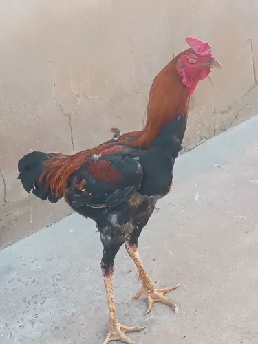 Frango indo gigante