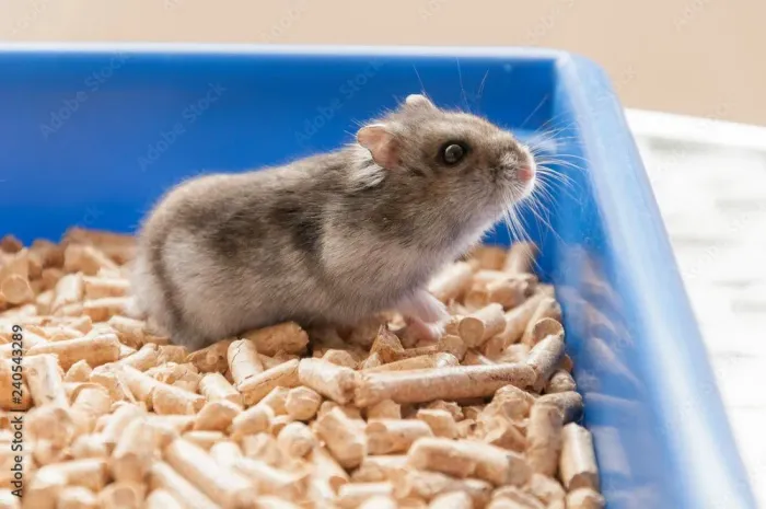 Hamister