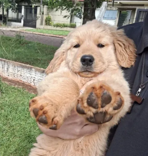 Filhote Golden Retriver