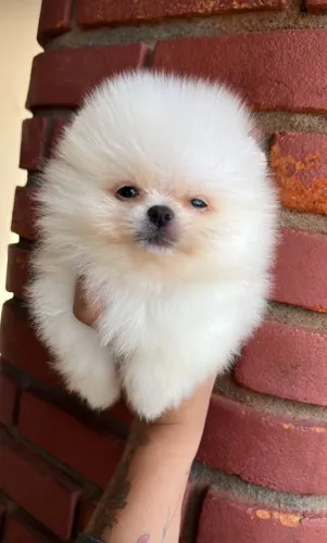 Filhote Spitz Alemão Anão fofinho e bem cuidado