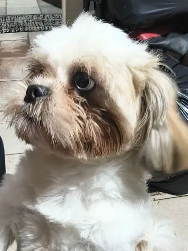 Shitzu com 10 meses macho