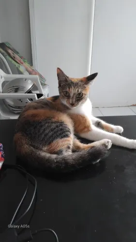 Doacao de gato 