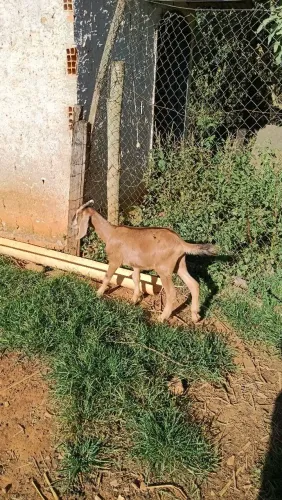 cabras cabritos bodes