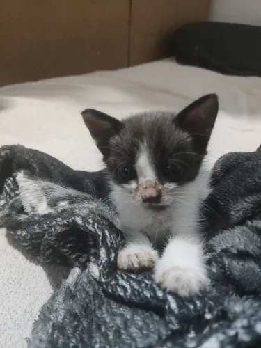 Adoção gato filhote