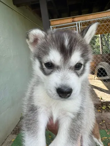 Filhotes de Husky Siberiano | Venha encontrar uma companhia para chamar de sua!