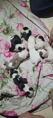 Doação responsável Filhotes de pit bull