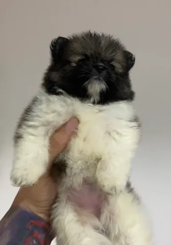Spitz alemão (lulu)