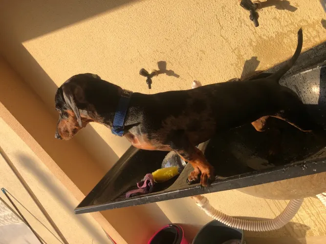 Cachorra Dachshund Raça