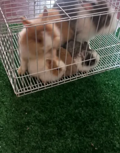 Coelhos