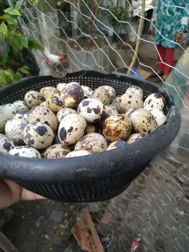 Ovos férteis de codornas gigantes e japônica 