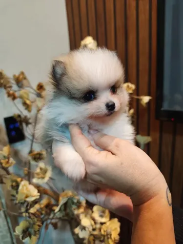 Última filhote FÊMEA de Spitz alemão anão (lulu da Pomerânia)