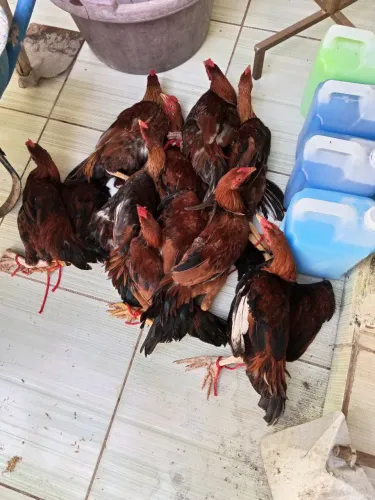 Capote, Galinha e Galo