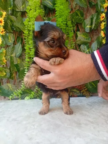 Filhotes de Yorkshire Terrier Disponíveis
