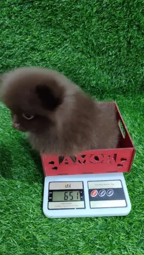 Spitz alemão anao top demais 