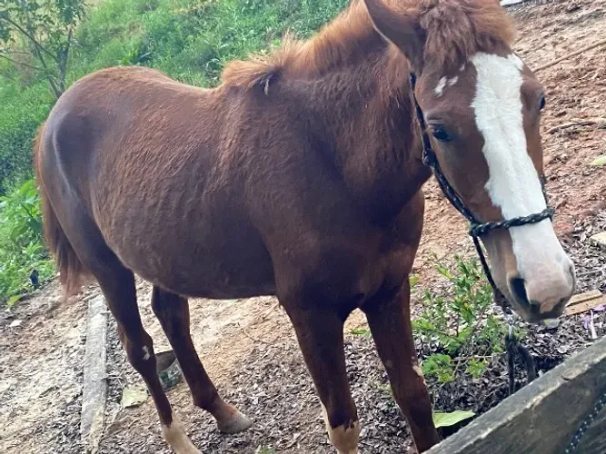 Cavalo