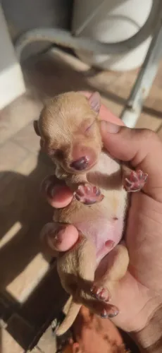 Vende-se filhotes de pinscher 