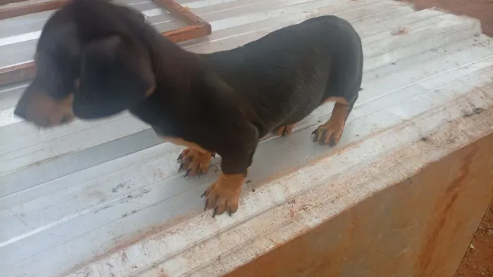 Vendo Cofap Basset