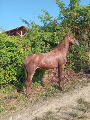 Vende-se e troca-se potra manga larga