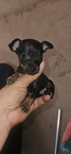 Pinscher Macho zero 0
