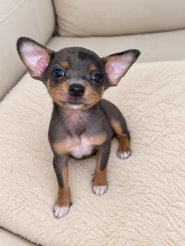Pinscher macho exótico