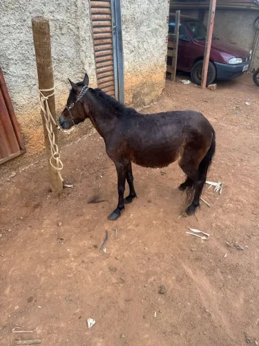 Mine pônei fêmea mansinha