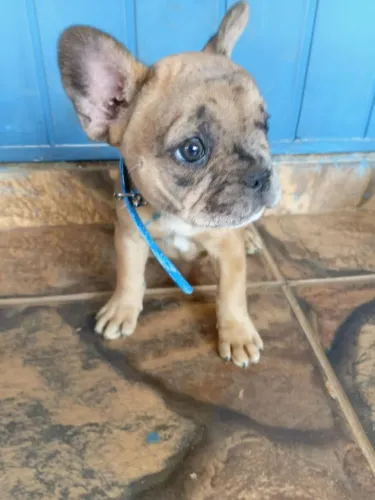 Filhote Bulldog francês macho