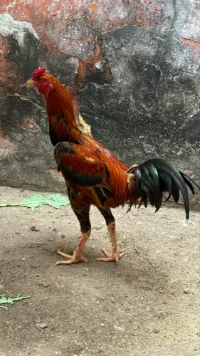 Vende-se galo