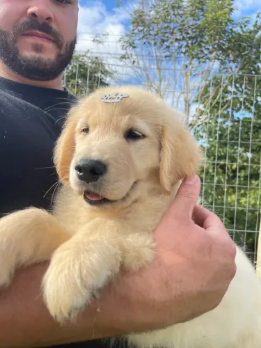 Golden Retriever Filhote Liberados