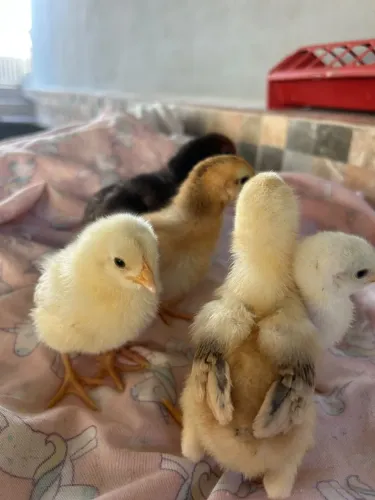 Pintinhos capiras disponivel 10 reais cada