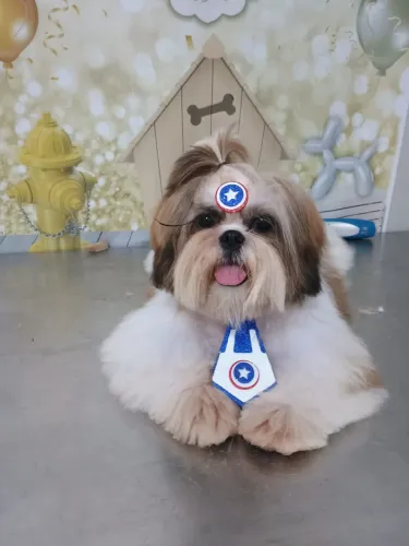 Shih Tzu