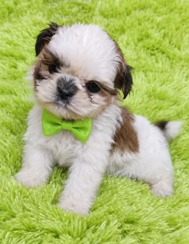 Shih tzu macho mini bem pequeno
