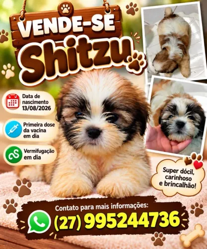 Vende-se Shitzu macho