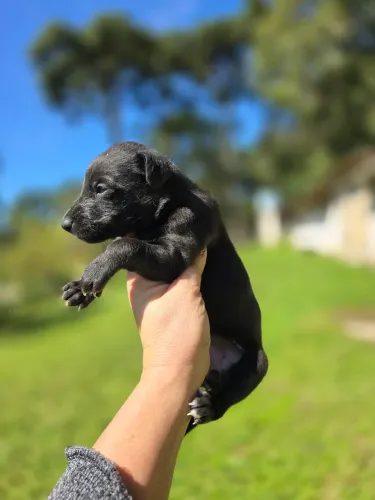 Whippet linda feminha