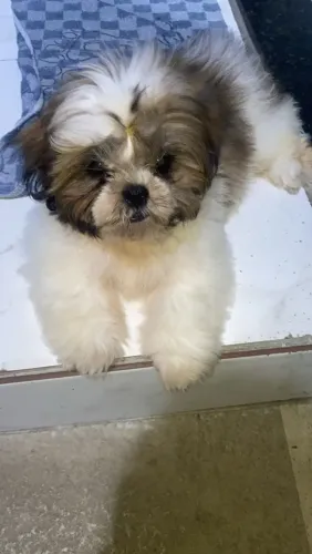 Cachorro macho Shitzu