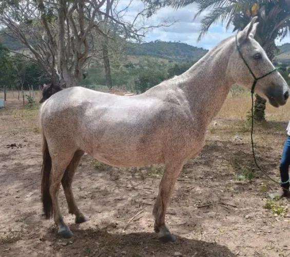 egua