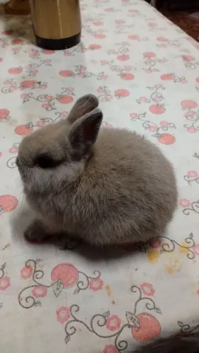 Netherlands dwarf, coelho anão, mini coelho