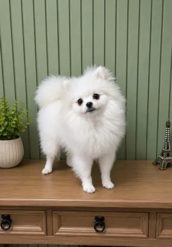 SPITZ ALEMÃO MACHO 