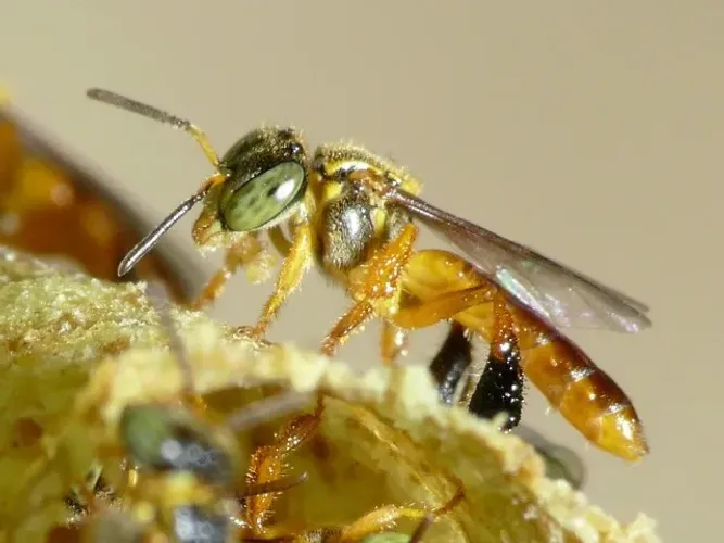 captura e/ou resgate de abelhas