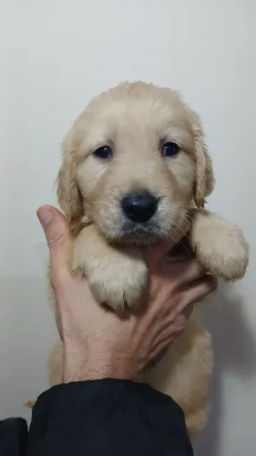 Filhote de Golden Retriever