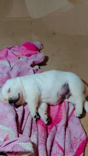 Filhote de labrador