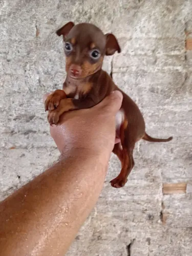 Pinscher macho exótico miniatura valor 1.200 reais.