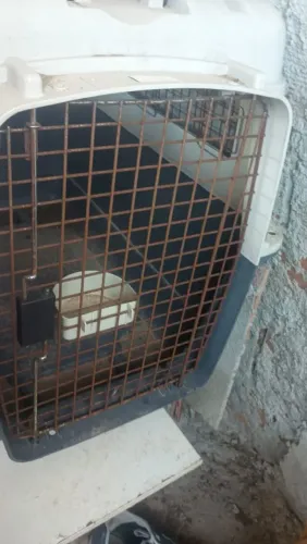 Porta mala de cachorro